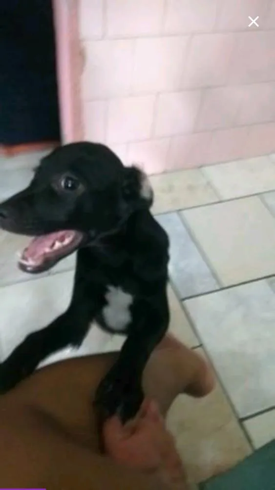 Cachorro raça SRD idade 2 a 6 meses nome Raio Negro