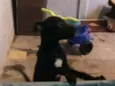 Raio Negro