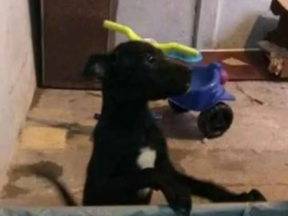 Cachorro raça SRD idade 2 a 6 meses nome Raio Negro