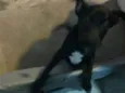 Raio Negro