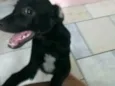 Raio Negro