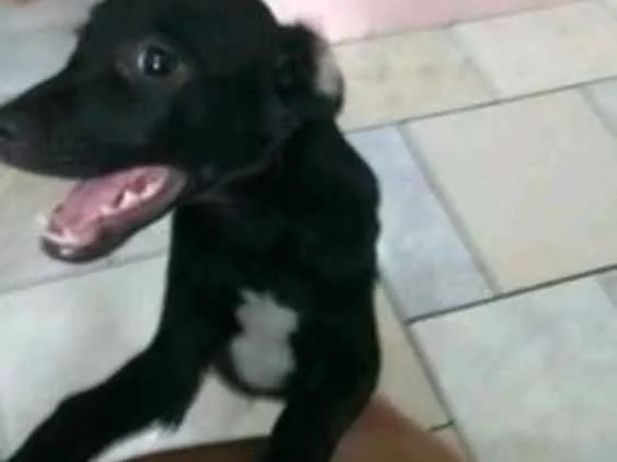 Cachorro raça SRD idade 2 a 6 meses nome Raio Negro