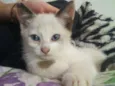 Amora