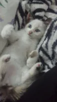 Amora