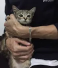 Romeu e Uruca 