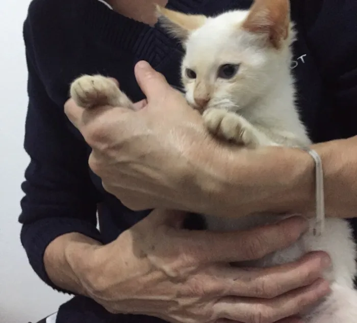 Gato ra a Vira lata  idade 2 a 6 meses nome Romeu e Uruca 