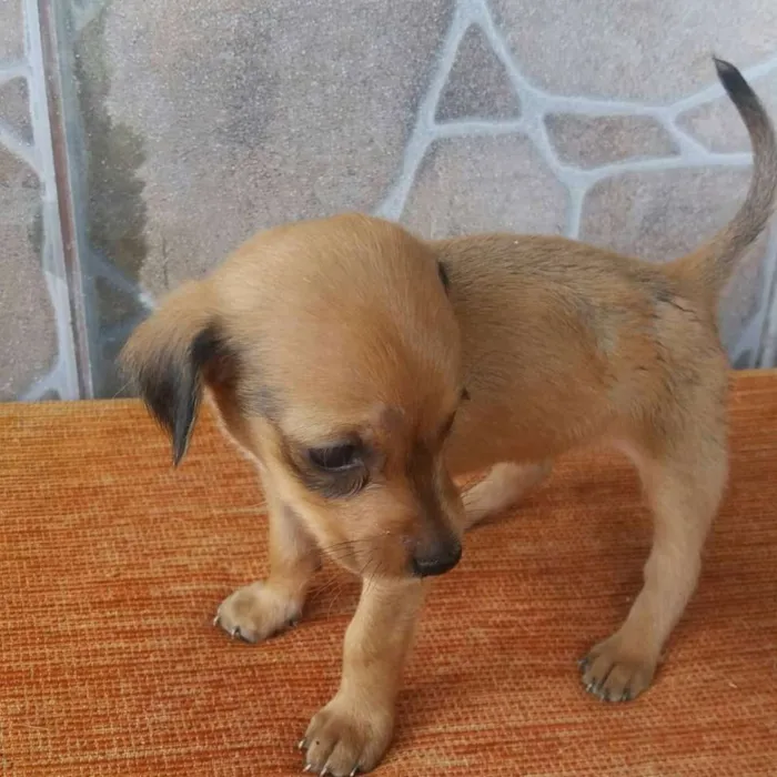 Cachorro raça Não sei idade Abaixo de 2 meses nome Não tem