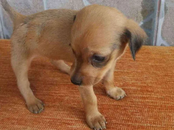 Cachorro raça Não sei idade Abaixo de 2 meses nome Não tem
