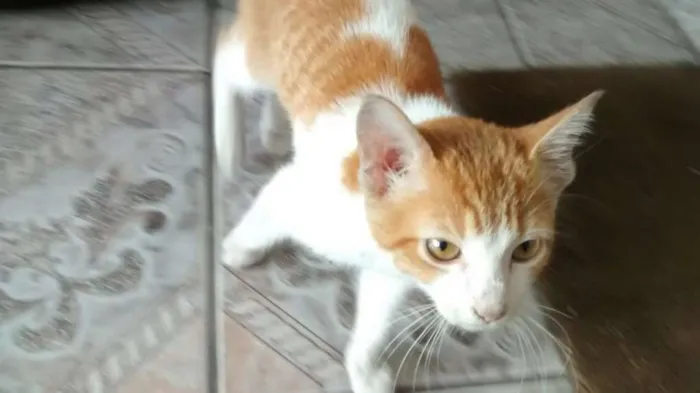 Gato ra a  idade 2 a 6 meses nome Trixie