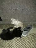 Gatinhos