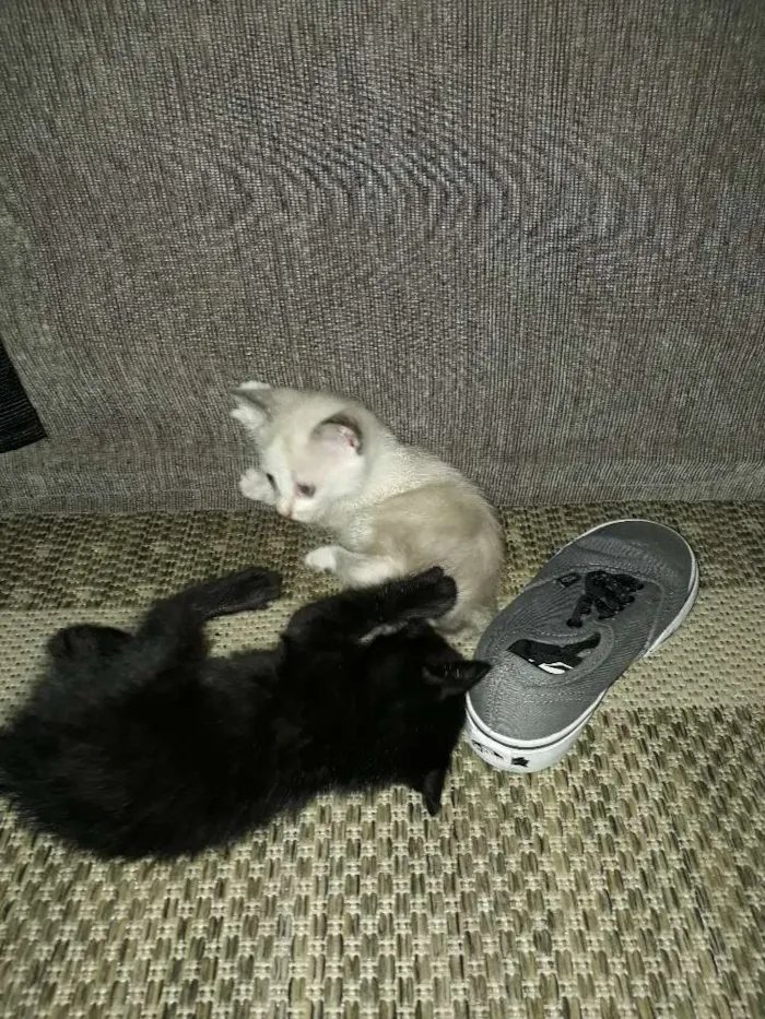 Gato raça Vira lata idade 2 a 6 meses nome Gatinhos