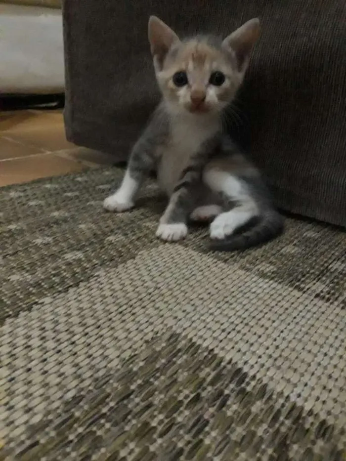 Gato raça Vira lata idade 2 a 6 meses nome Gatinhos