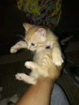 Gatinhos