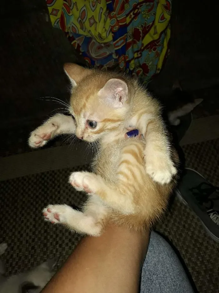 Gato raça Vira lata idade 2 a 6 meses nome Gatinhos