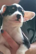 pandinha