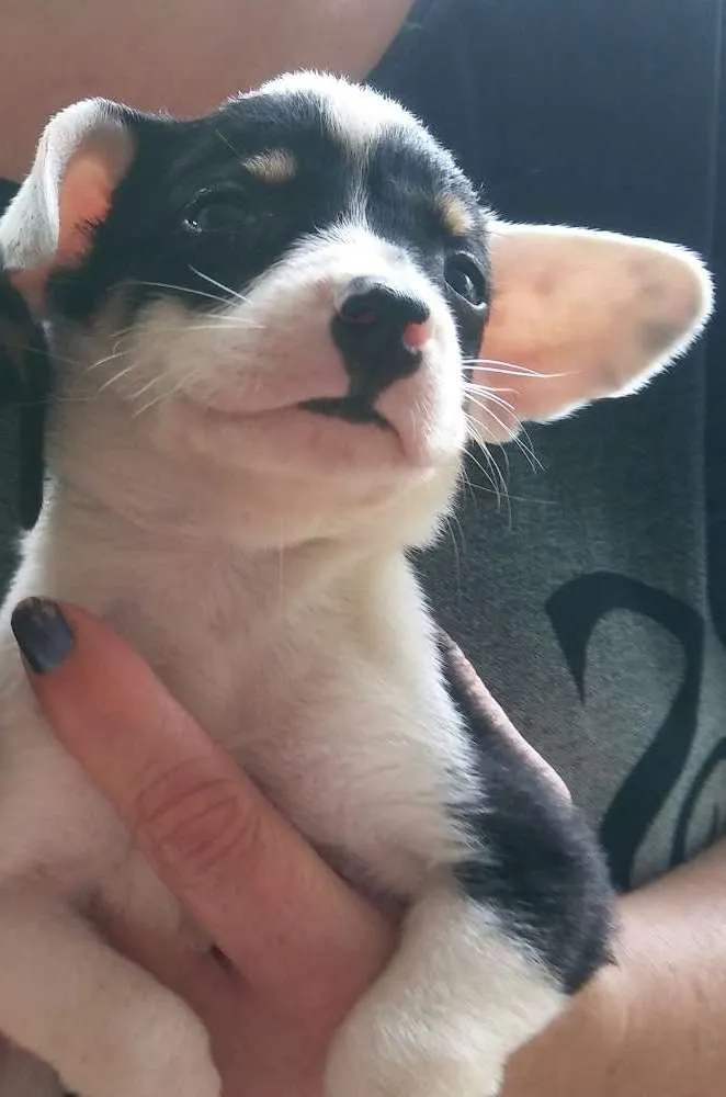 Cachorro ra a SRD sem raça definida  idade 2 a 6 meses nome pandinha