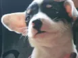 pandinha