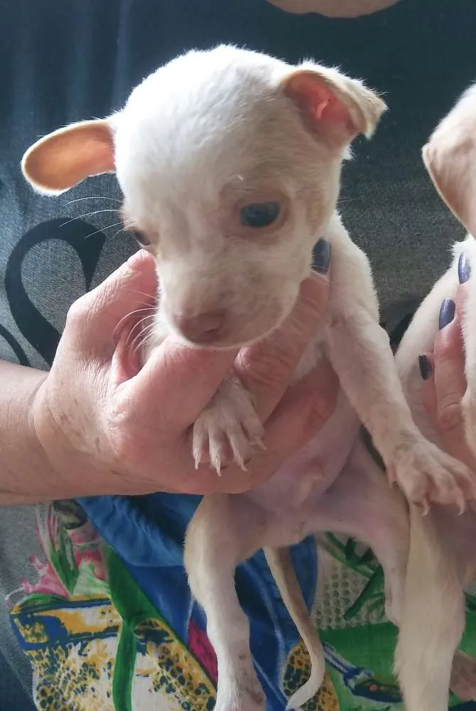 Cachorro ra a SRD sem raça definida idade 2 a 6 meses nome Lindão