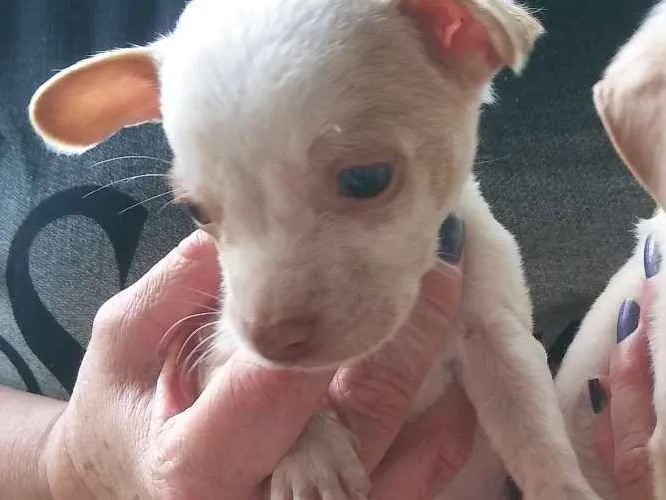 Cachorro ra a SRD sem raça definida idade 2 a 6 meses nome Lindão
