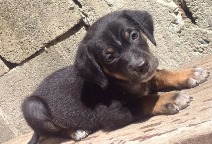 Cachorro ra a Virá lata idade Abaixo de 2 meses nome Não tem