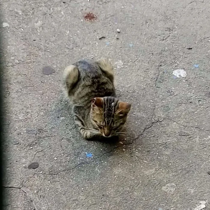 Gato ra a American Short Hair ( mestiços idade 2 a 6 meses nome Sem dono