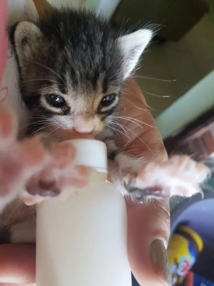 Gato ra a Não definida idade Abaixo de 2 meses nome Tunico