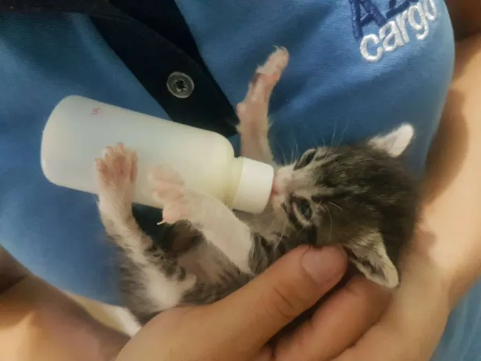 Gato ra a Não definida idade Abaixo de 2 meses nome Tunico
