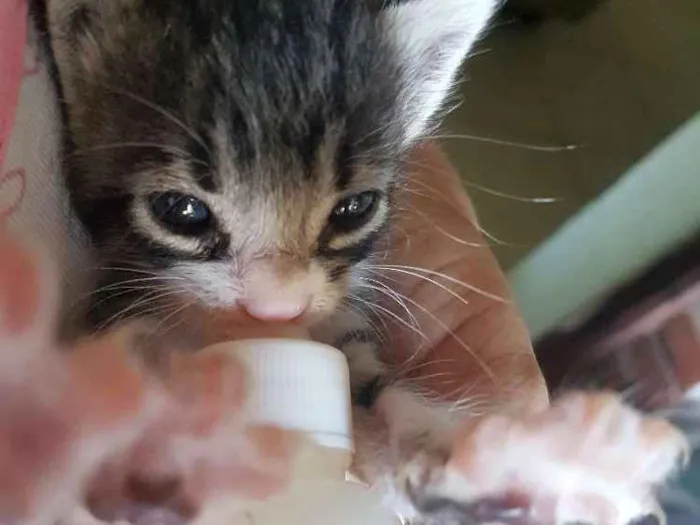 Gato ra a Não definida idade Abaixo de 2 meses nome Tunico