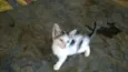 Bebês abandonados