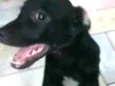 Raio Negro