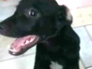 Cachorro raça SRD idade 2 a 6 meses nome Raio Negro