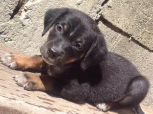 Cachorro raça Virá lata idade Abaixo de 2 meses nome Não tem