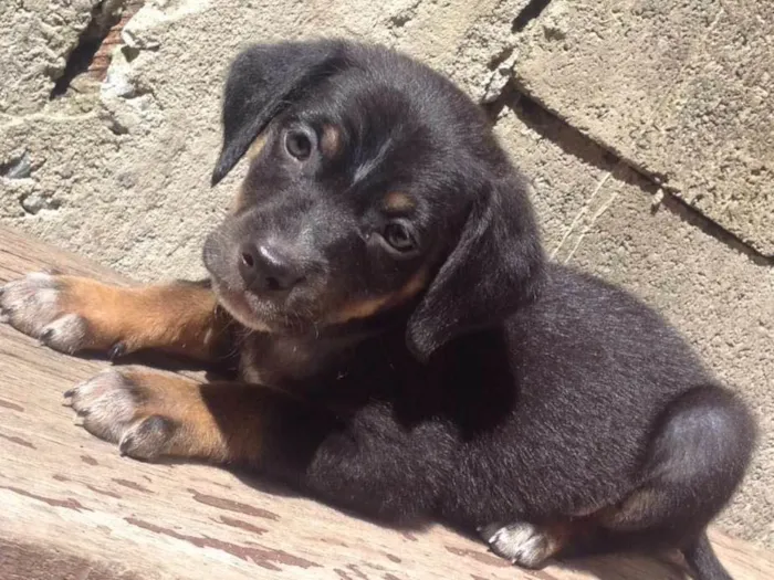 Cachorro ra a Virá lata idade Abaixo de 2 meses nome Não tem