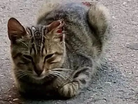 Gato ra a American Short Hair ( mestiços idade 2 a 6 meses nome Sem dono
