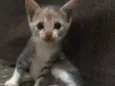Gatinhos