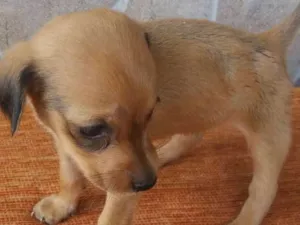 Cachorro raça Não sei idade Abaixo de 2 meses nome Não tem