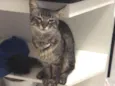 Tobias