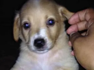 Cachorro raça Vira lata idade Abaixo de 2 meses nome Sem nome 