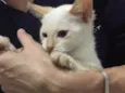Romeu e Uruca 