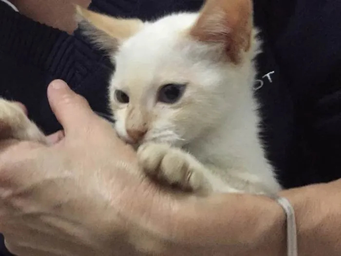 Gato ra a Vira lata  idade 2 a 6 meses nome Romeu e Uruca 