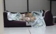 Ninhada de gatinhos 