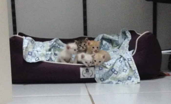 Gato ra a Nao definida idade Abaixo de 2 meses nome Ninhada de gatinhos 