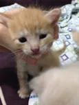 Ninhada de gatinhos 