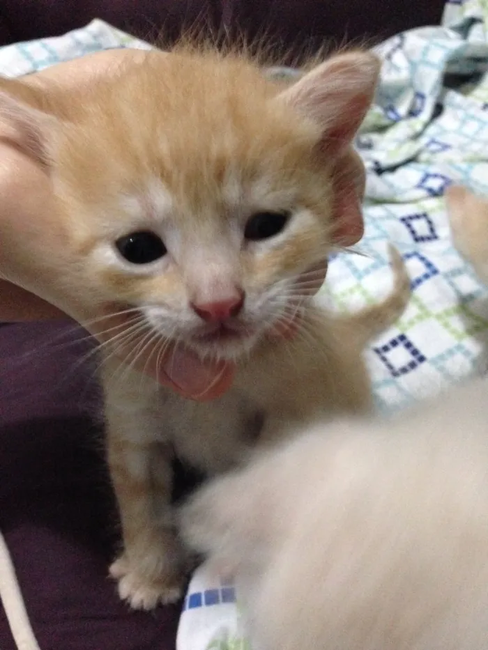 Gato ra a Nao definida idade Abaixo de 2 meses nome Ninhada de gatinhos 