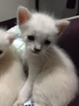 Ninhada de gatinhos 