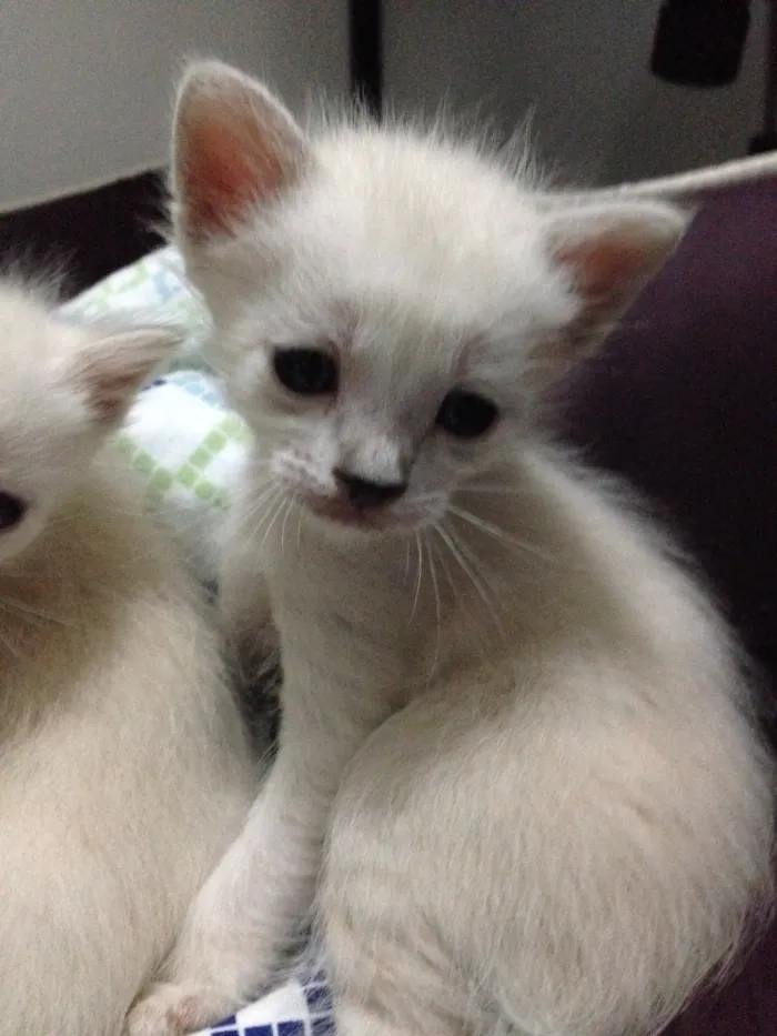 Gato ra a Nao definida idade Abaixo de 2 meses nome Ninhada de gatinhos 