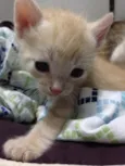 Ninhada de gatinhos 
