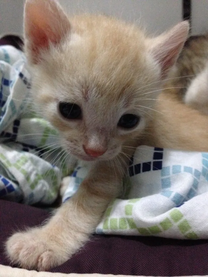Gato ra a Nao definida idade Abaixo de 2 meses nome Ninhada de gatinhos 