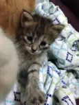 Ninhada de gatinhos 