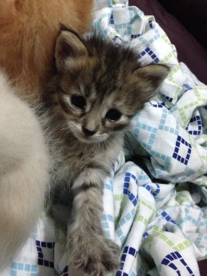 Gato ra a Nao definida idade Abaixo de 2 meses nome Ninhada de gatinhos 